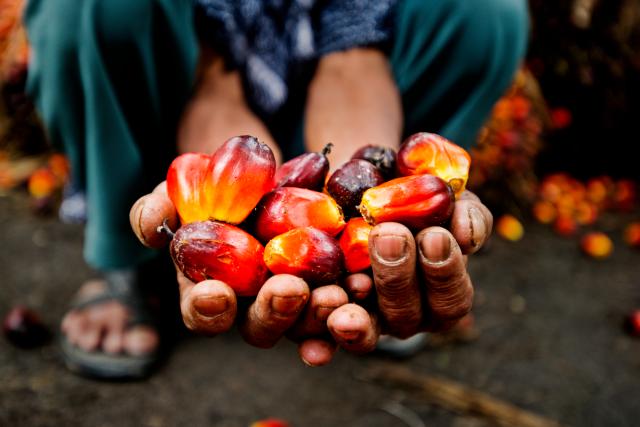 palm oil 