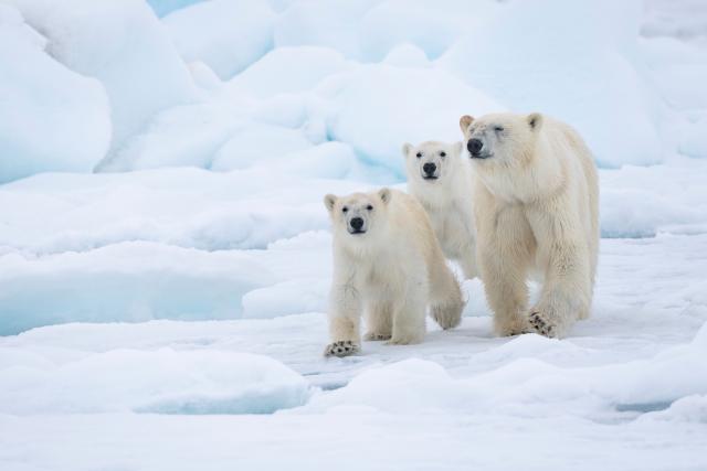 Image of three polar bears