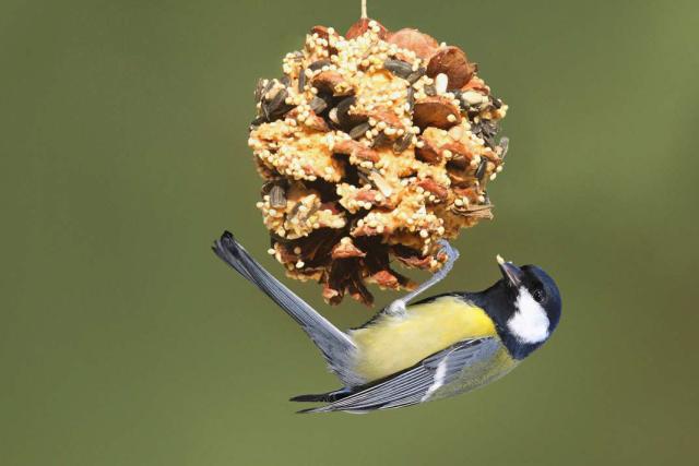 Winter Bird Feeder Activity