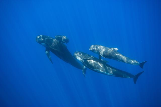 Four whales in the Pelagos Sanctuary