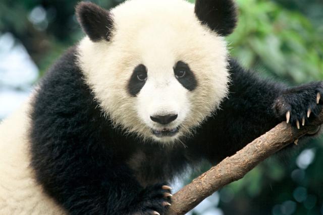 Giant panda © Michel Gunther / WWF