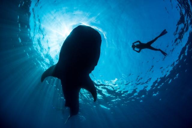 Shark in the ocean /WWF