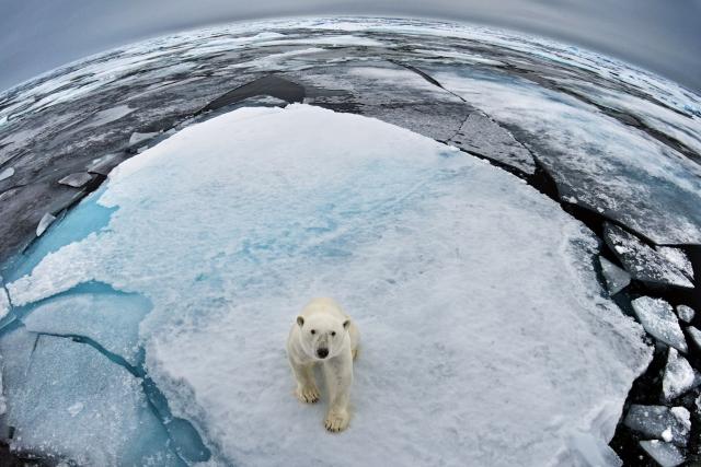 Polar Bear © naturepl.com / Paul Williams / WWF