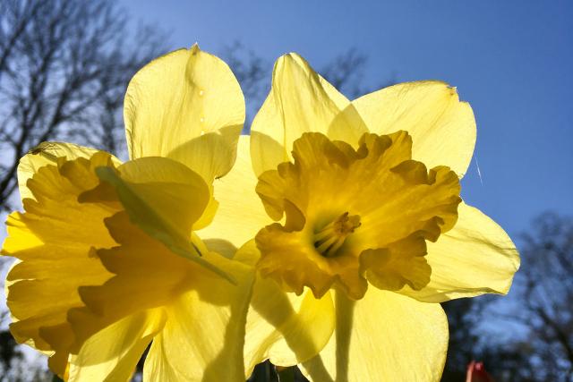 Daffodils