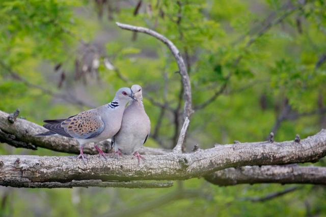 Two turtle doves sitting on a branch