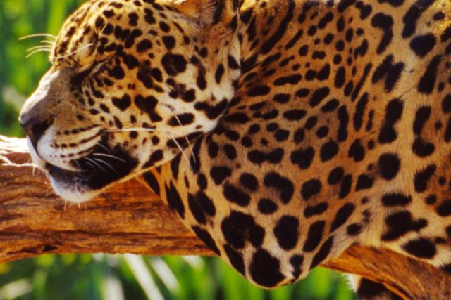 Jaguar, Brazil