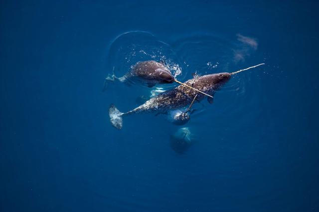 Male Narwhals caress one another with their tusks