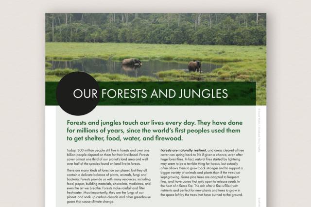 Our Jungles - Information Sheet