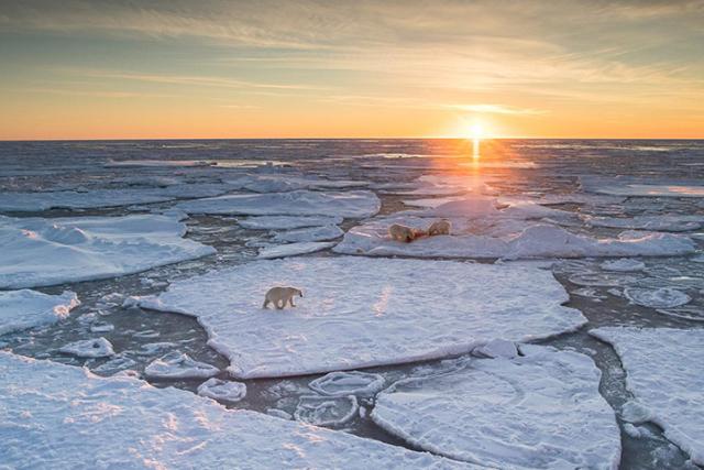 Polar bears walk across ice as sun sets