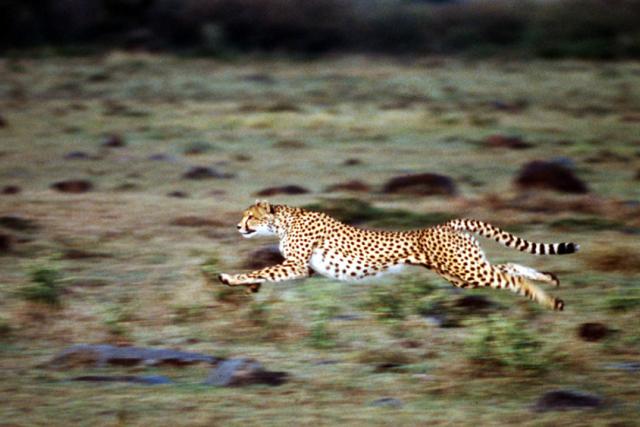 A cheetah running to catch its prey