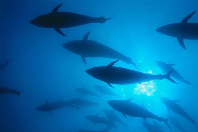 Fish in the ocean