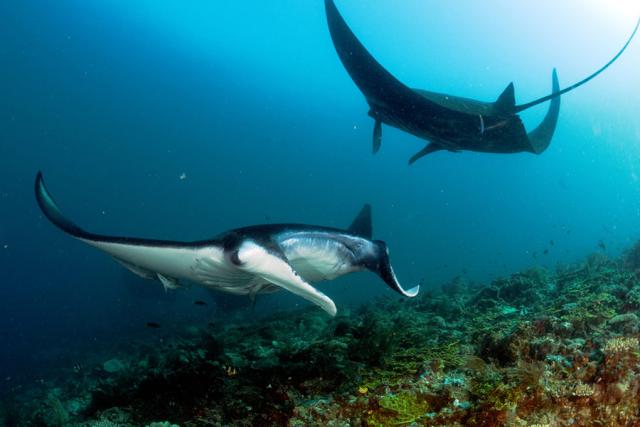 Manta rays