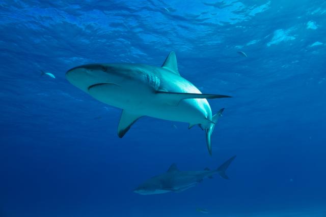 Caribbean reef shark 