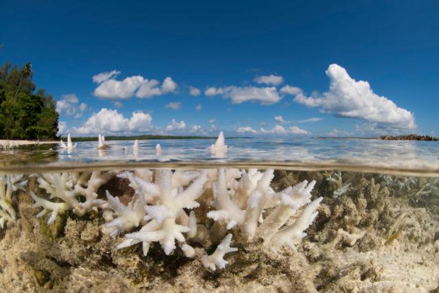 Coral bleaching