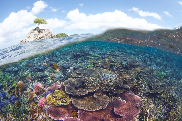 A vibrant, healthy coral reef