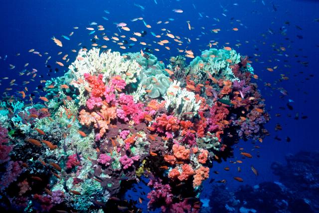 Coral beginning to bleach as temperatures rise, Fiji