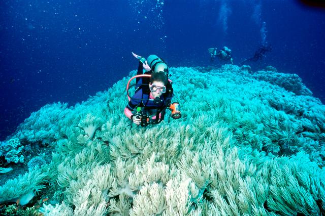 Once thriving, colourful reefs can bleach and eventually die