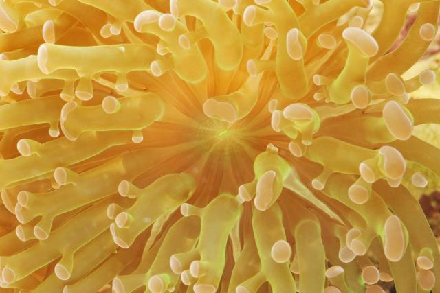 Frogspawn Branching Coral