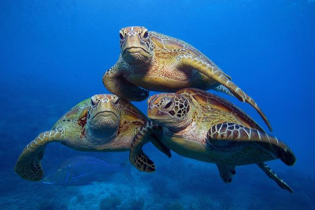 Green turtles swimming in the Great Barrier Reef