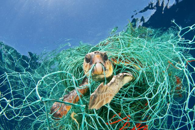 Loggerhead turtle trapped in a drifting abandoned net, Mediterranean Sea