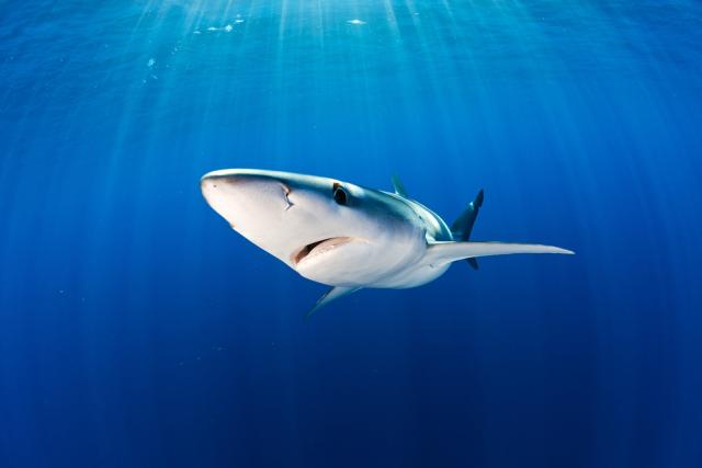 Blue shark, Mexico