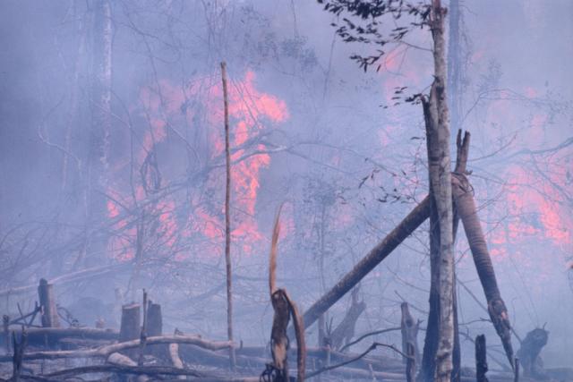 Burning the rainforest to clear land for Oil palm trees (Elaesis guineensis) plantations, Bukit Tigapuluh Nature Reserve Sumatra