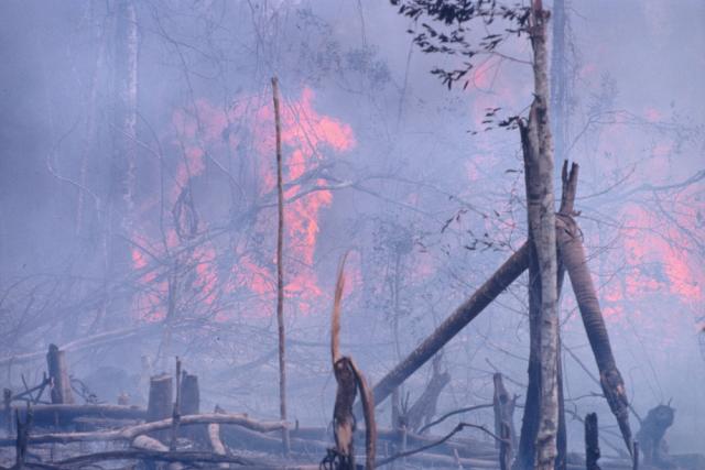 Burning the rainforest to clear land for Oil palm trees (Elaesis guineensis) plantations, Bukit Tigapuluh Nature Reserve Sumatra