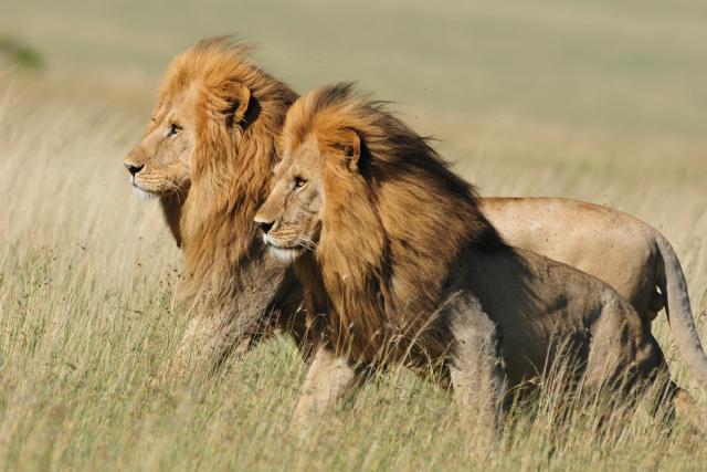 Two male lions at the Senegeti National Park, Tanzania