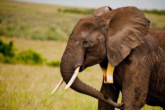 A GPS collared African elephant