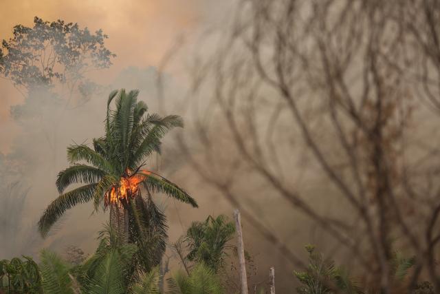 Single tree on fire in the Amazon