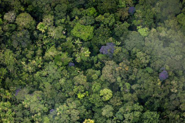 Pristine amazon forest