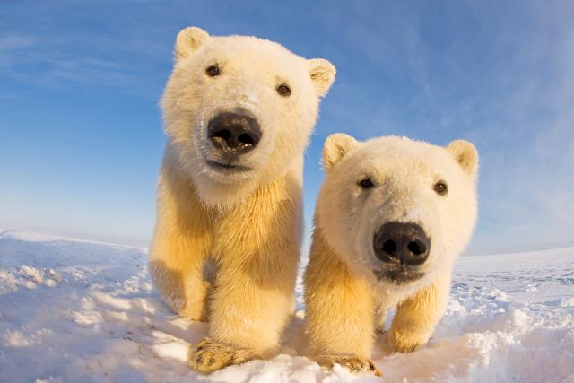 Two curious young Polar bears