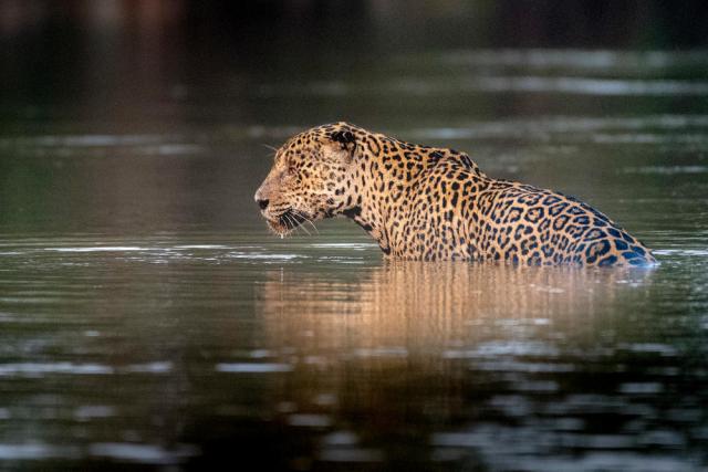 Jaguar in the water 