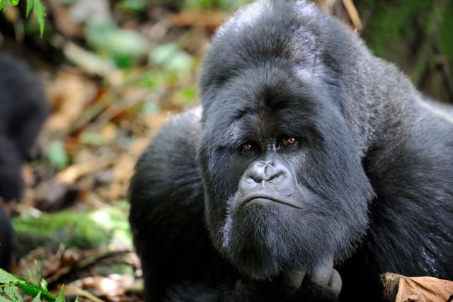 male silverback mountain gorilla (Gorilla gorilla beringei) looking curious, Volcanoes National Park, Rwanda, Africa
