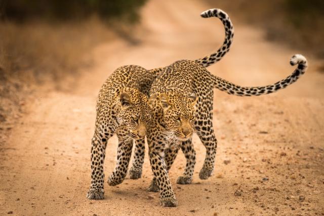Mother leopard (Panthera pardus) and her cub in the Sabi Sands Game Reserve in South Africa