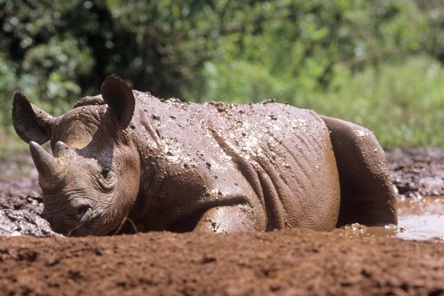 Young black rhino, Kenya 