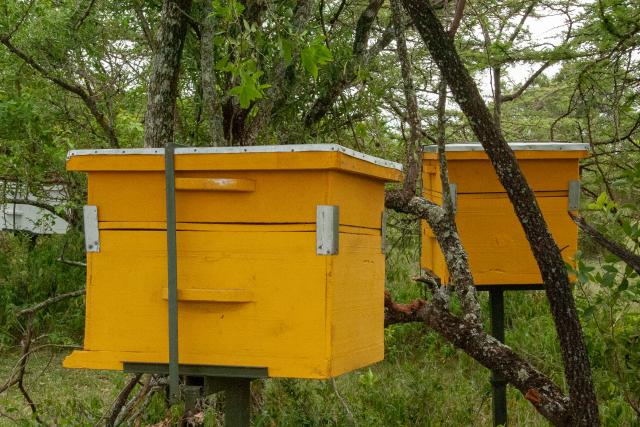 Beehive in Kenya