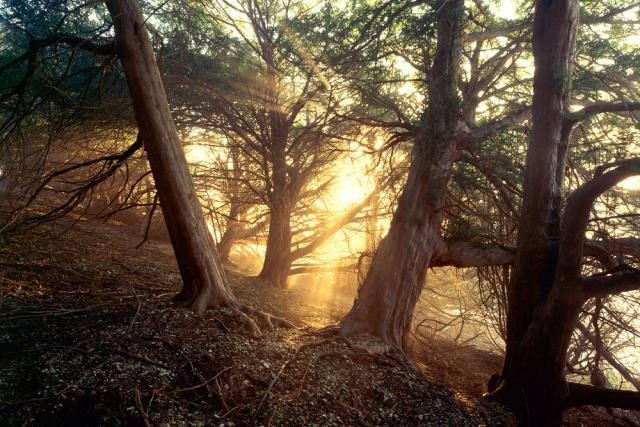 Sunl rays through the woodland of yew trees (Taxus baccata) on a winter's morning in Dorset, UK.