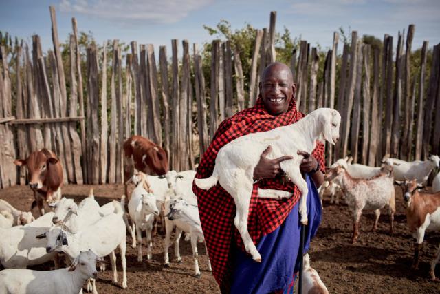 Joseph, 55, a Maasai pastoralist, now refrains from the cultural practice of killing lions that could attack his livestock. He has 150 cattle and 500 shoats (sheep/goats) and lives in Narok County, Kenya.
