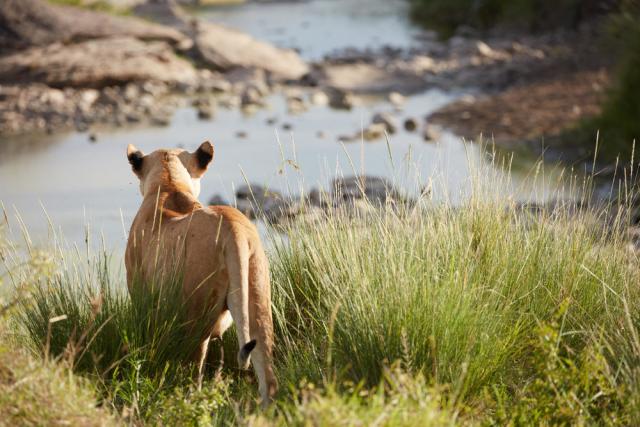 Lioness at the Olare Orok Conservancy, near the Maasai Mara National Reserve, Narok County, Kenya.