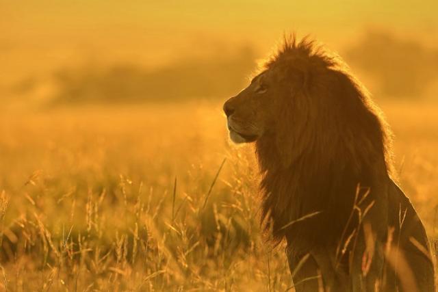 African lion in tall grass
