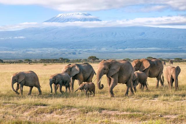 Herd of African bush elephants