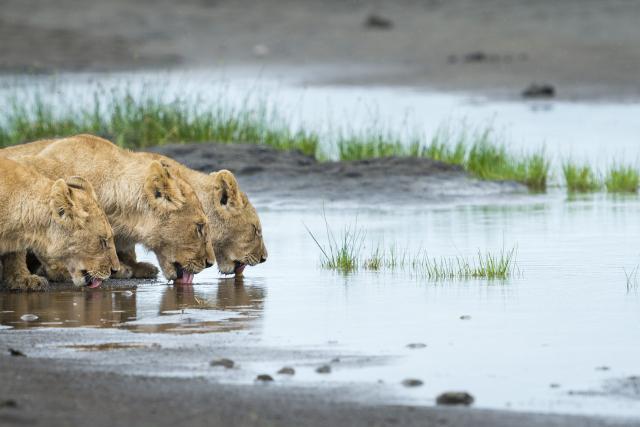 Lion cubs at water's edge