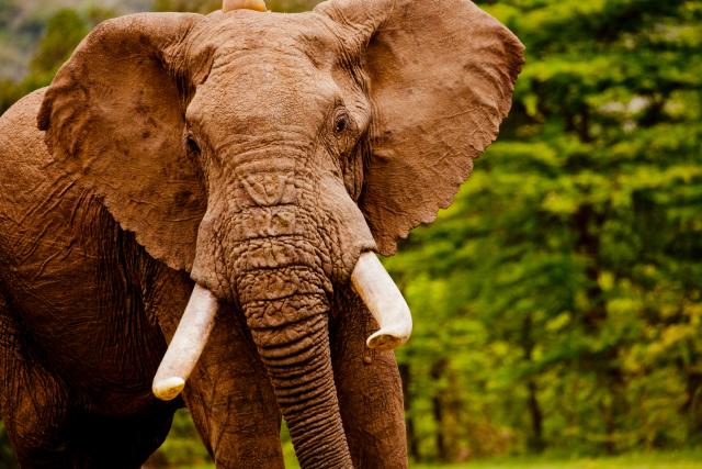 African elephant (Loxodonta africana) in the Masai Mara reserve, Kenya.