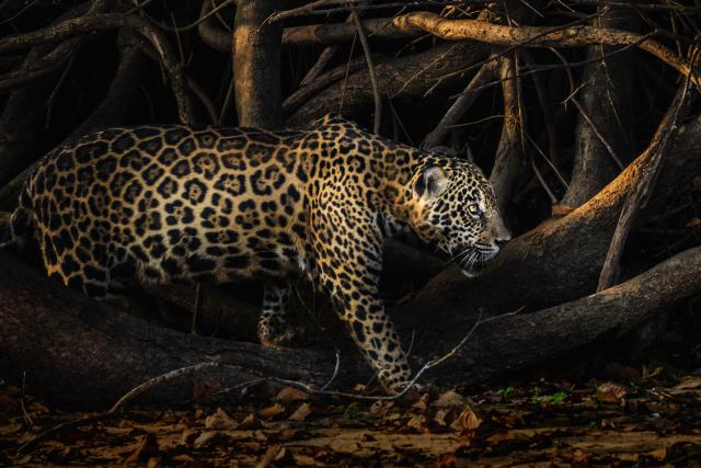Jaguar in undergrowth