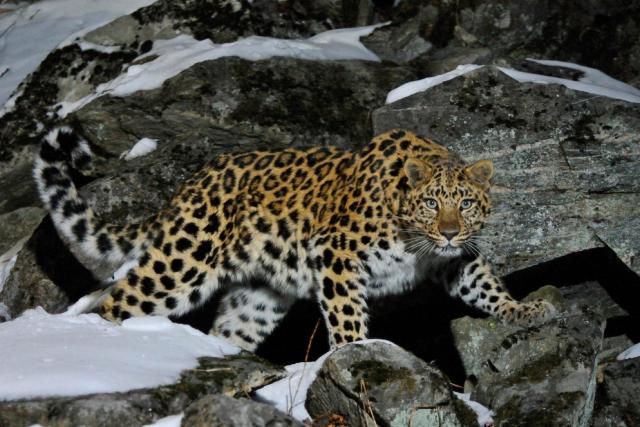 Wild female Amur leopard