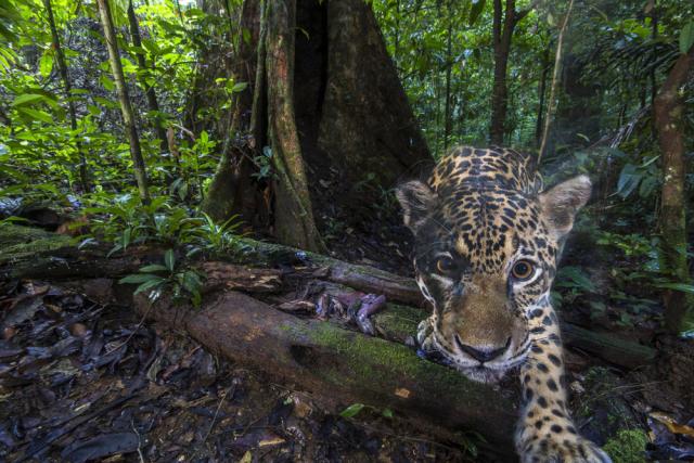 A jaguar (Panthera onca), photographed deep inside the Nouragues Natural Reserve, French Guiana