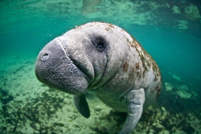 Close up of a manatee