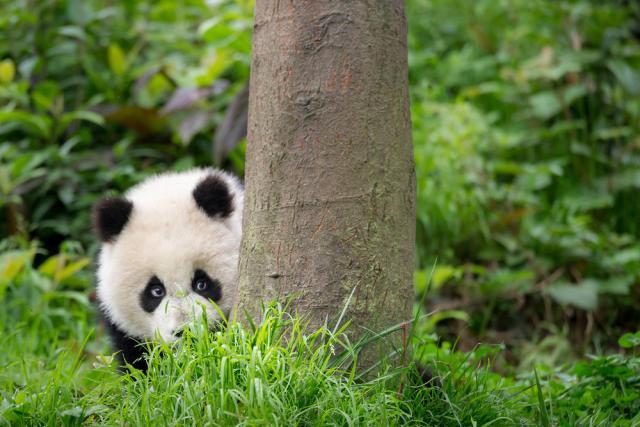 Panda hiding behind a tree