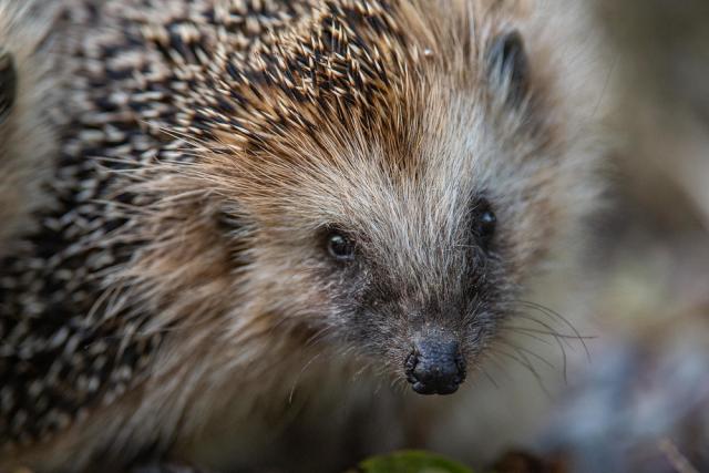 European Hedgehog
